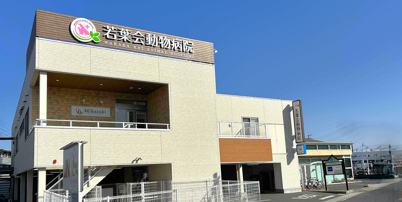 若葉会動物病院の口コミと評判の真相｜料金や待ち時間・救急対応を検証