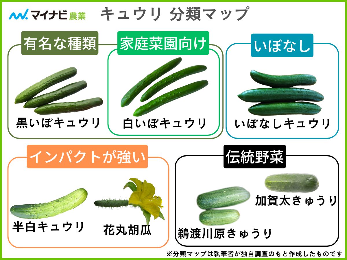 きゅうりは何科？メロンやスイカとの共通点と栄養誤解の真相