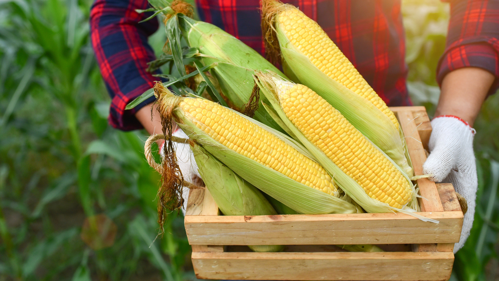 How to Keep Corn on the Cob