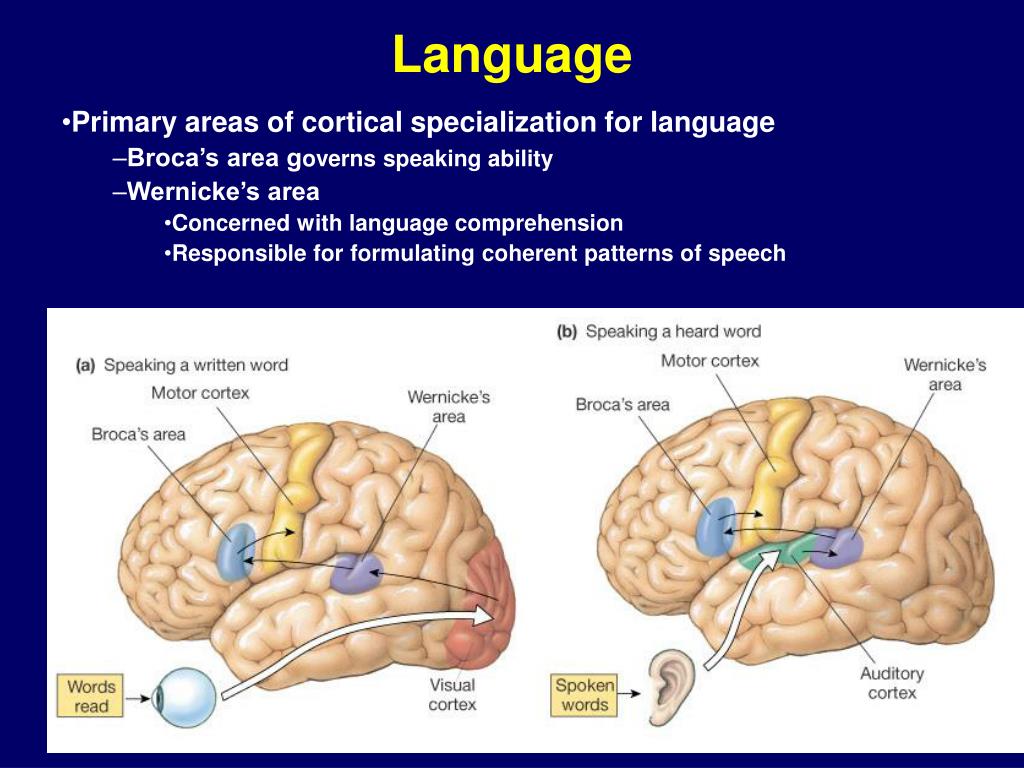 What Part of the Brain Processes Language