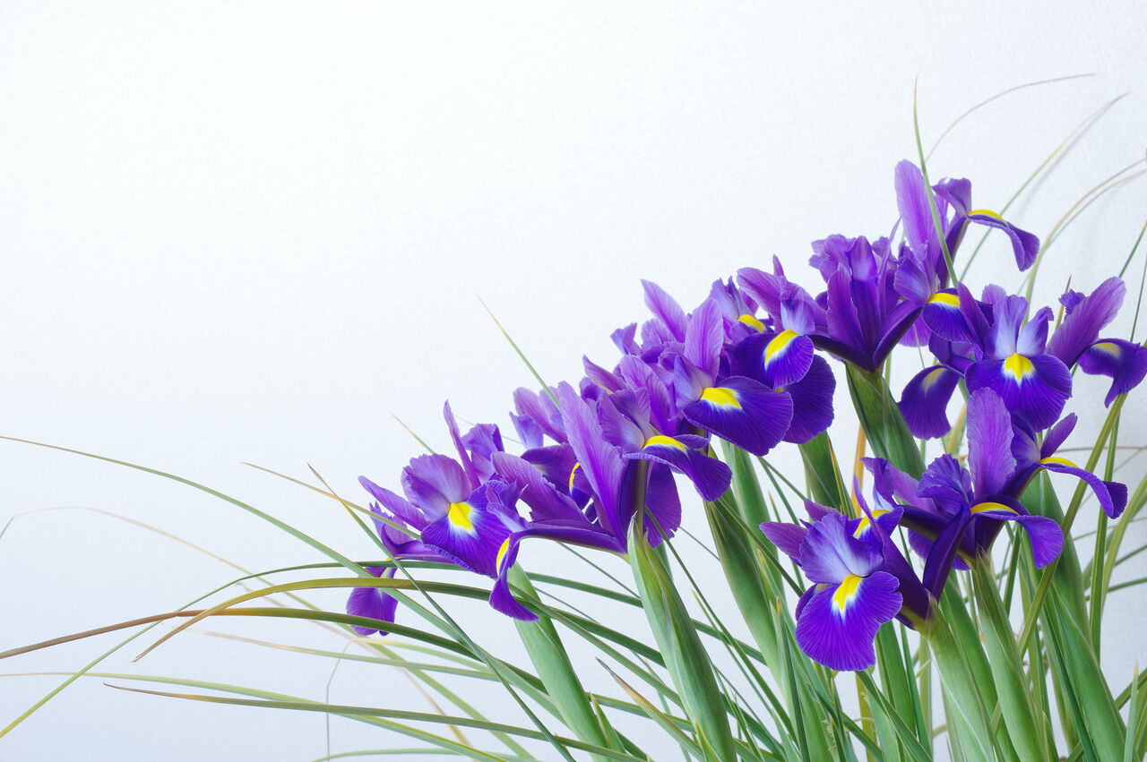 アイリスの花言葉に怖い意味は？アヤメとの違いや育て方を徹底解説