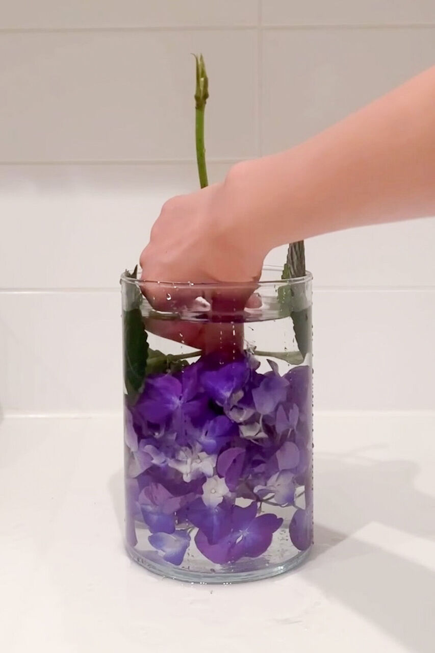 紫陽花が劇的に長持ち！プロ直伝の水揚げ術とミョウバン復活技