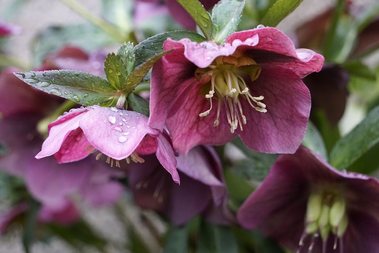 クリスマスローズの花言葉に怖い意味？色別の象徴と失敗しないギフト術