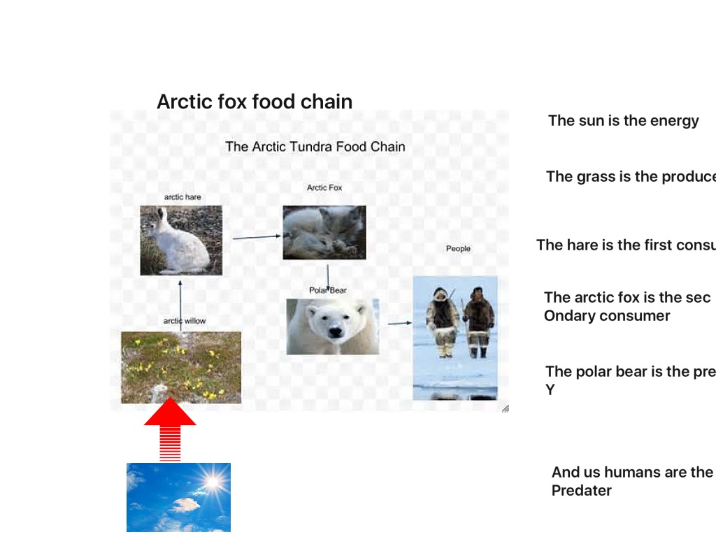 Food Chain of a Arctic Fox