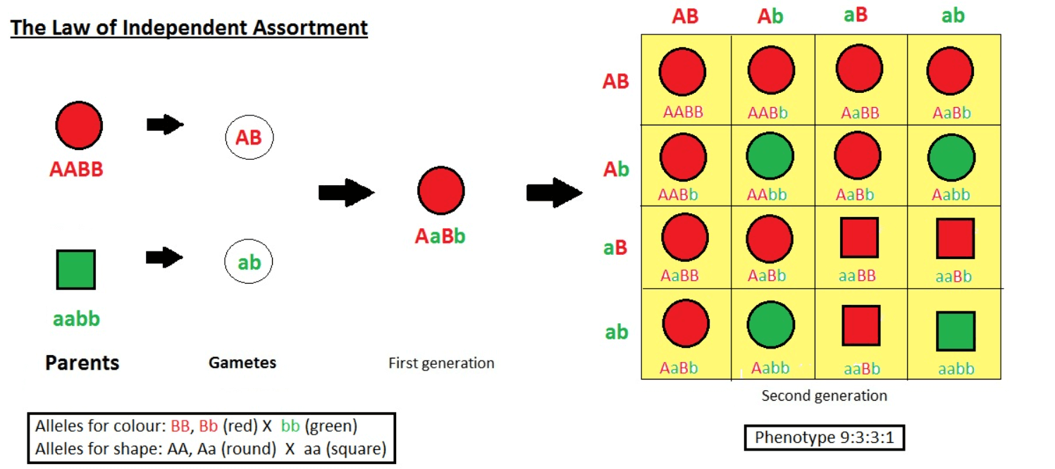 What Is the Principle of Independent Assortment