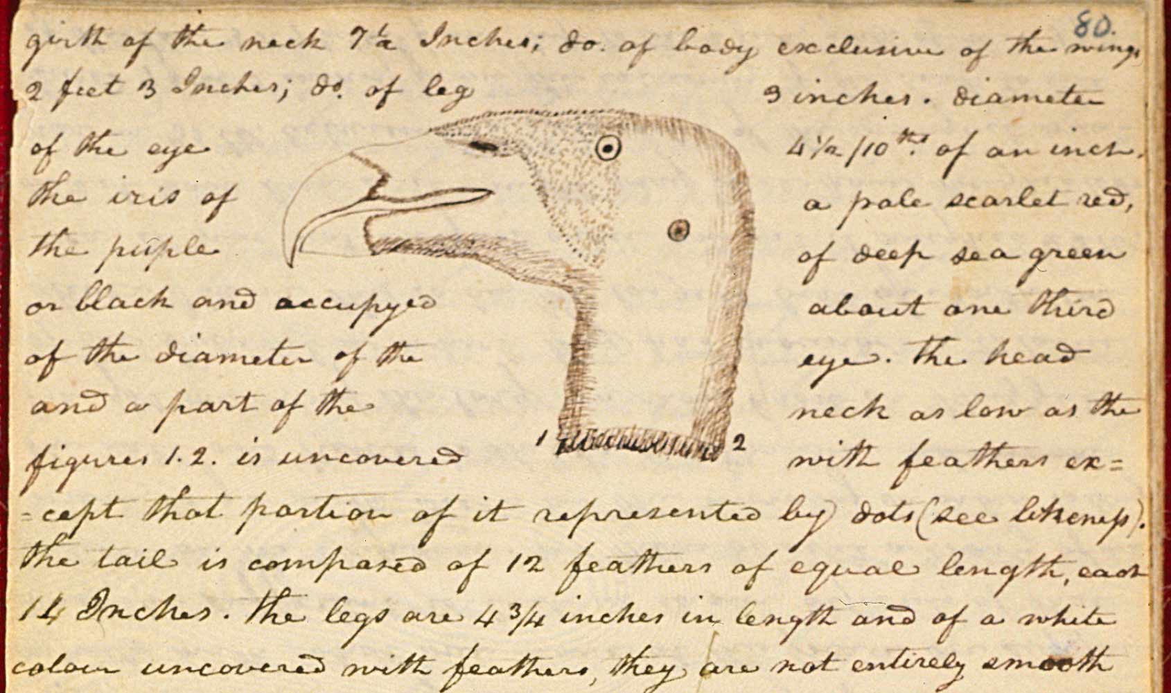 Lewis and Clark Expedition Journal Entries