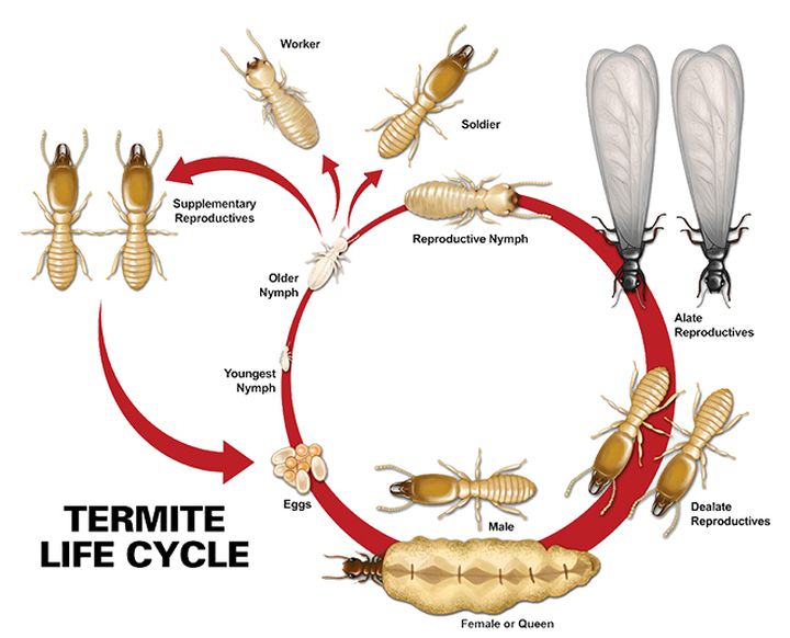 How Do Termites Reproduce