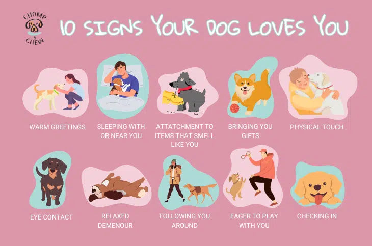 How Can I Tell If My Dog Loves Me