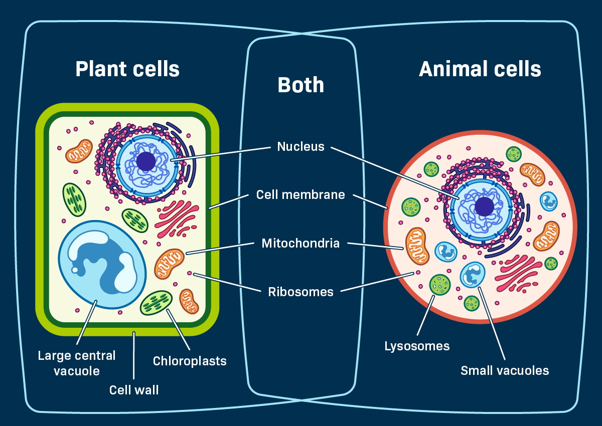 Plant Versus Animal Cells