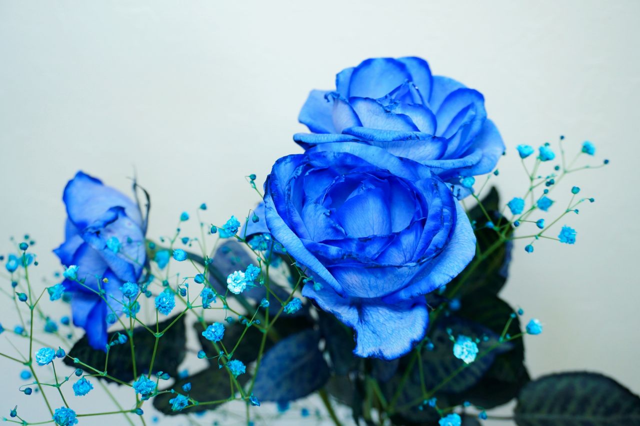青いバラの花言葉はなぜ奇跡へ変わった？本数の意味と怖い噂の真相【2026年最新】