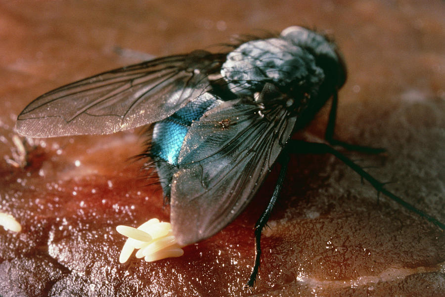 Where Does Fly Lay Eggs