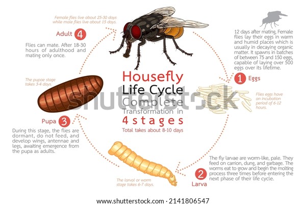 Maggots Turn into What