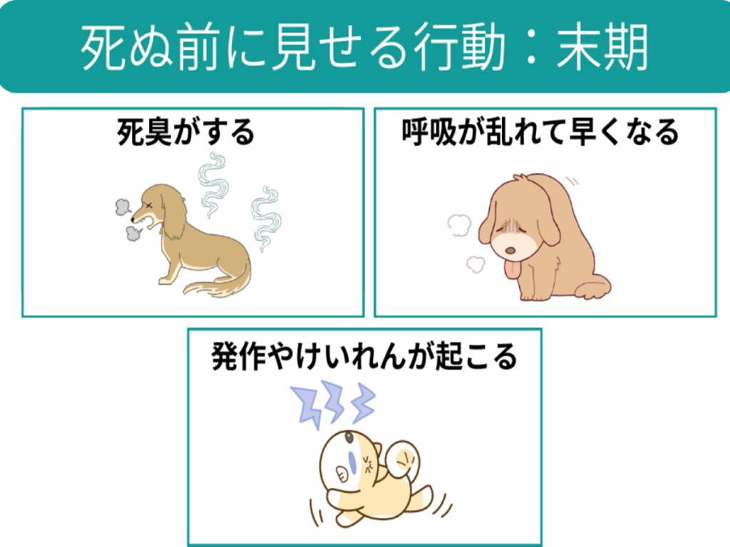 犬が老衰で死ぬ間際の兆候と変化｜呼吸の乱れや中治り現象と看取り方
