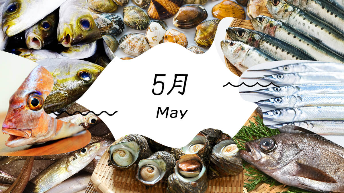 5月の旬の魚総まとめ！初鰹やアジが一番美味しい理由と目利き術