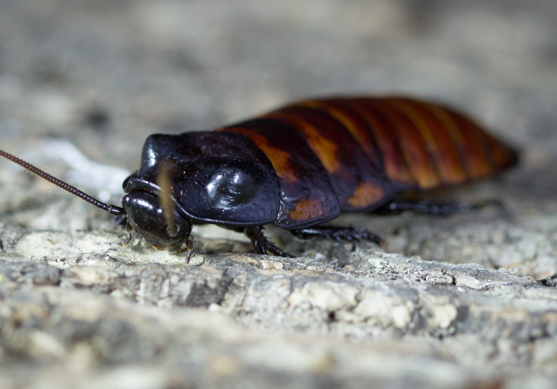 Scientific Name of the Largest Cockroach