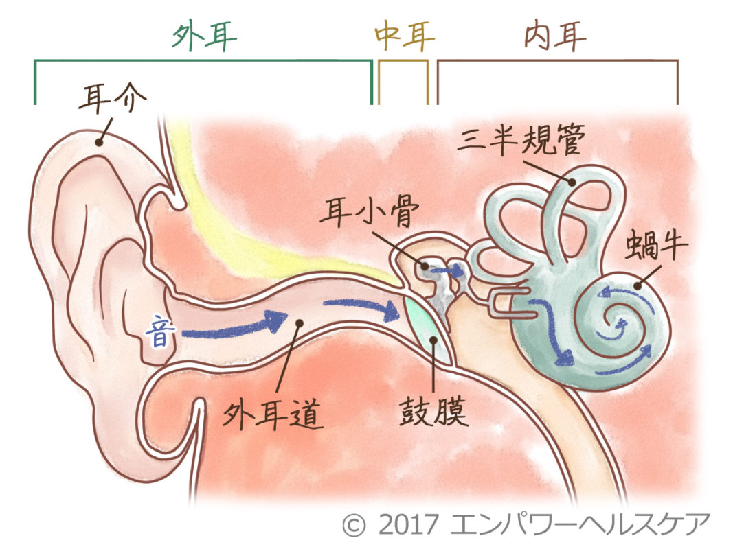 耳垢が湿ってる原因は体質か病気か？遺伝の割合と正しい耳掃除の真相