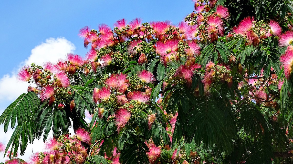 What Are Mimosa Trees Good For