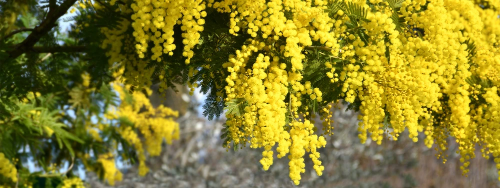 Where Do Mimosas Come From