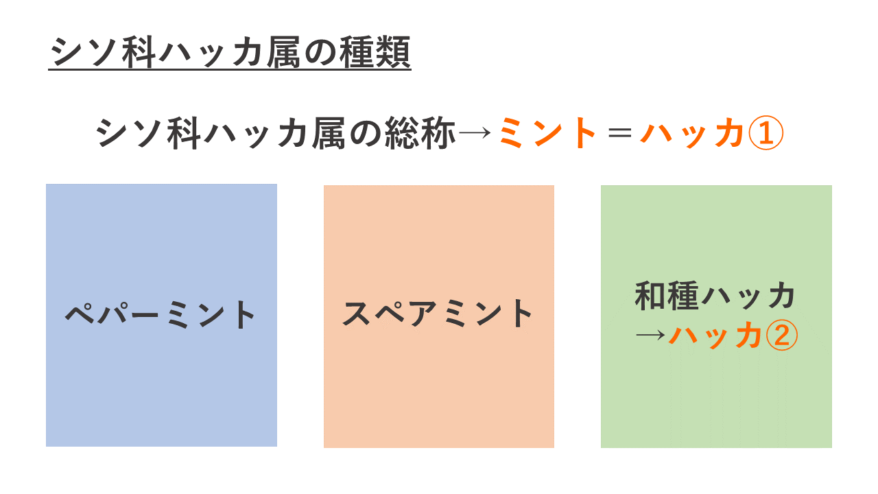ハッカとミントの違いを徹底解剖！成分差やハッカ油の活用法まで完全解説