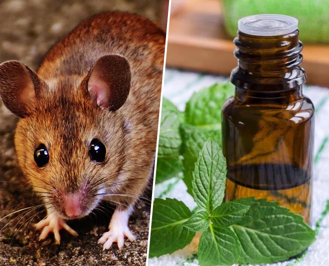 Do Rats Not Like Peppermint Oil