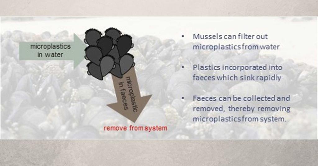 Where Is Poop Stored in an Ocean Muscle