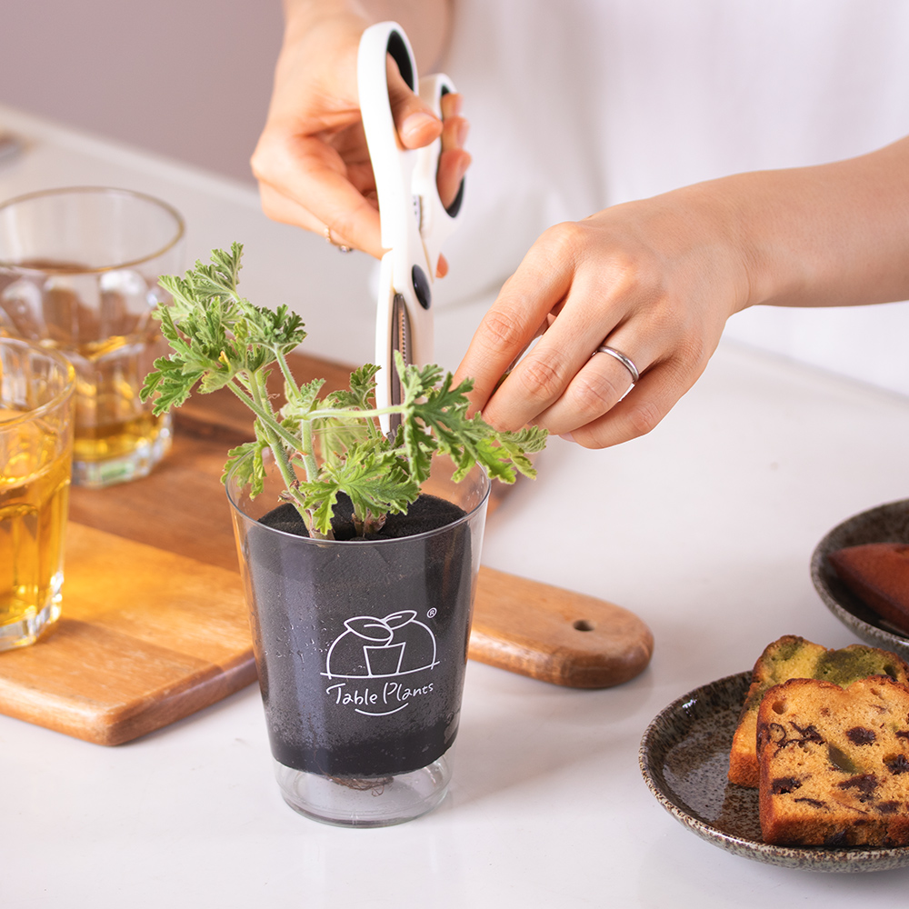観葉植物を土を使わず育てる新常識！コバエゼロの仕組みと失敗回避術
