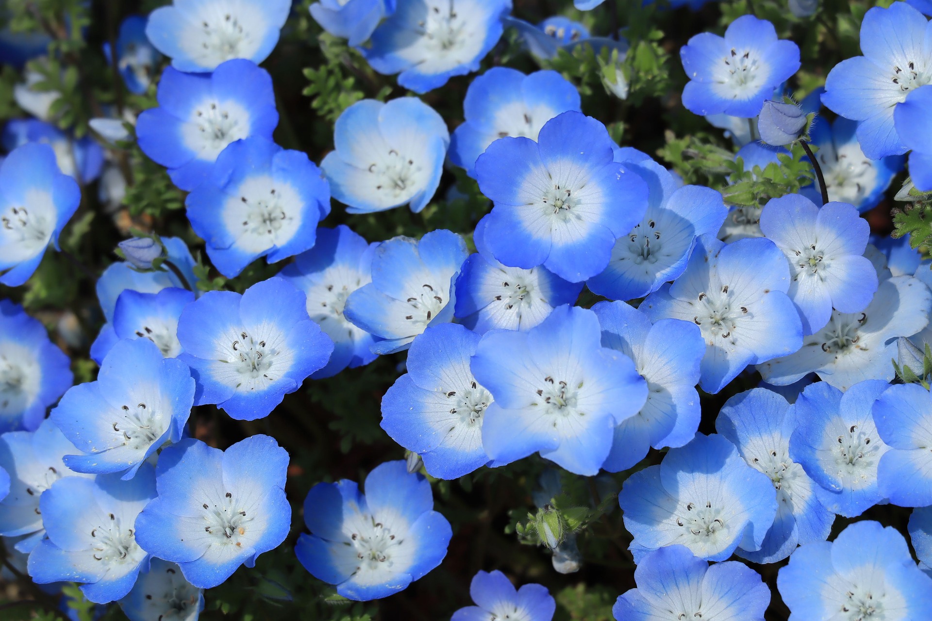 ネモフィラの花言葉は本当に怖い？「あなたを許す」の真相と贈り方の鉄則