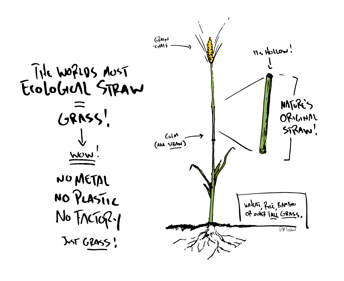 What Does Straw Come From
