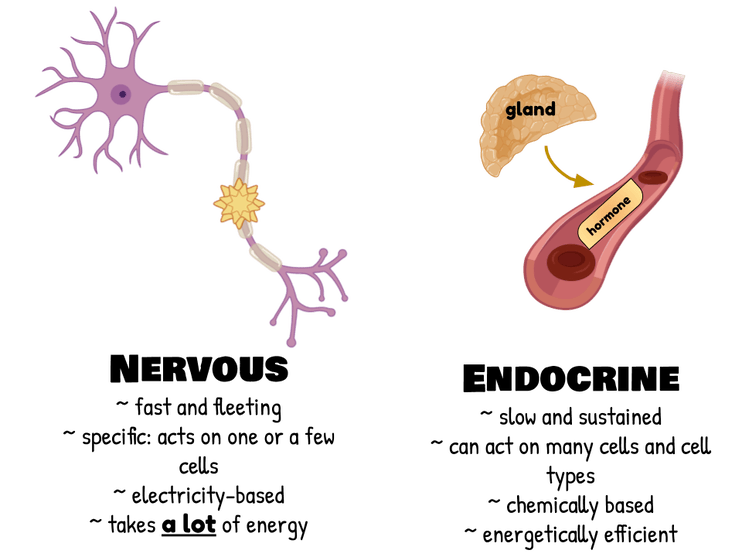 Amoeba Sisters Video Recap Nervous System
