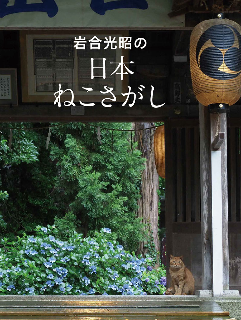 迷子猫探しは初動72時間で決まる！隠れ場所の法則とプロの発見術