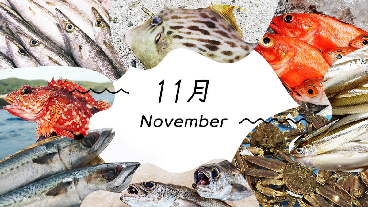 11月の旬魚決定版！寒ブリ・ヒラメの真価と今食べるべき絶品魚