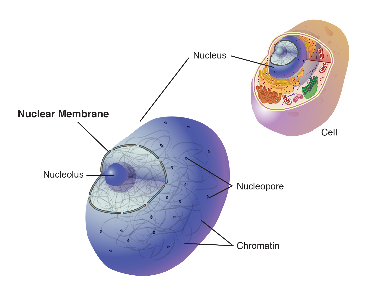 Nucleus Membrane Function