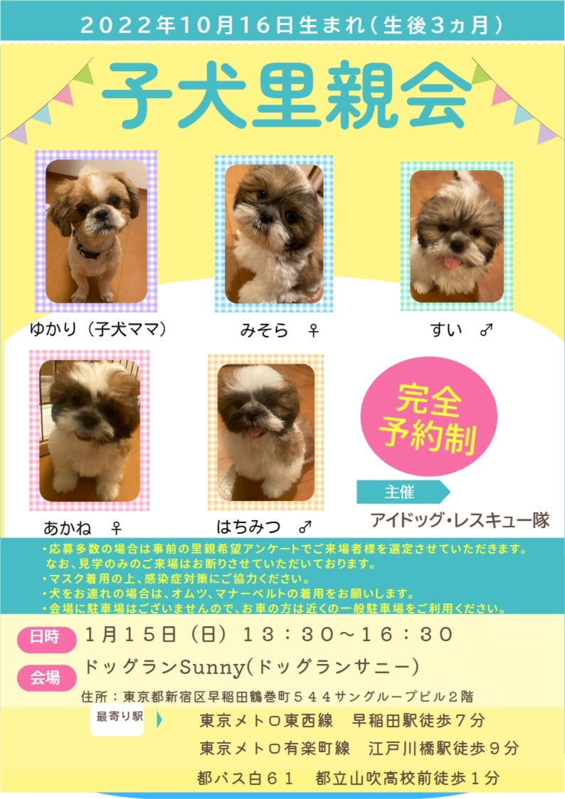 シーズー子犬の里親はなぜ無料？譲渡条件と費用相場の実態を徹底取材