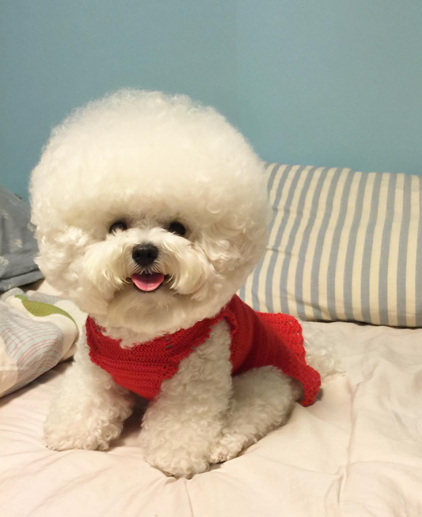 クレヨンしんちゃんシロの犬種は雑種？モデル犬や誕生秘話の真相に迫る