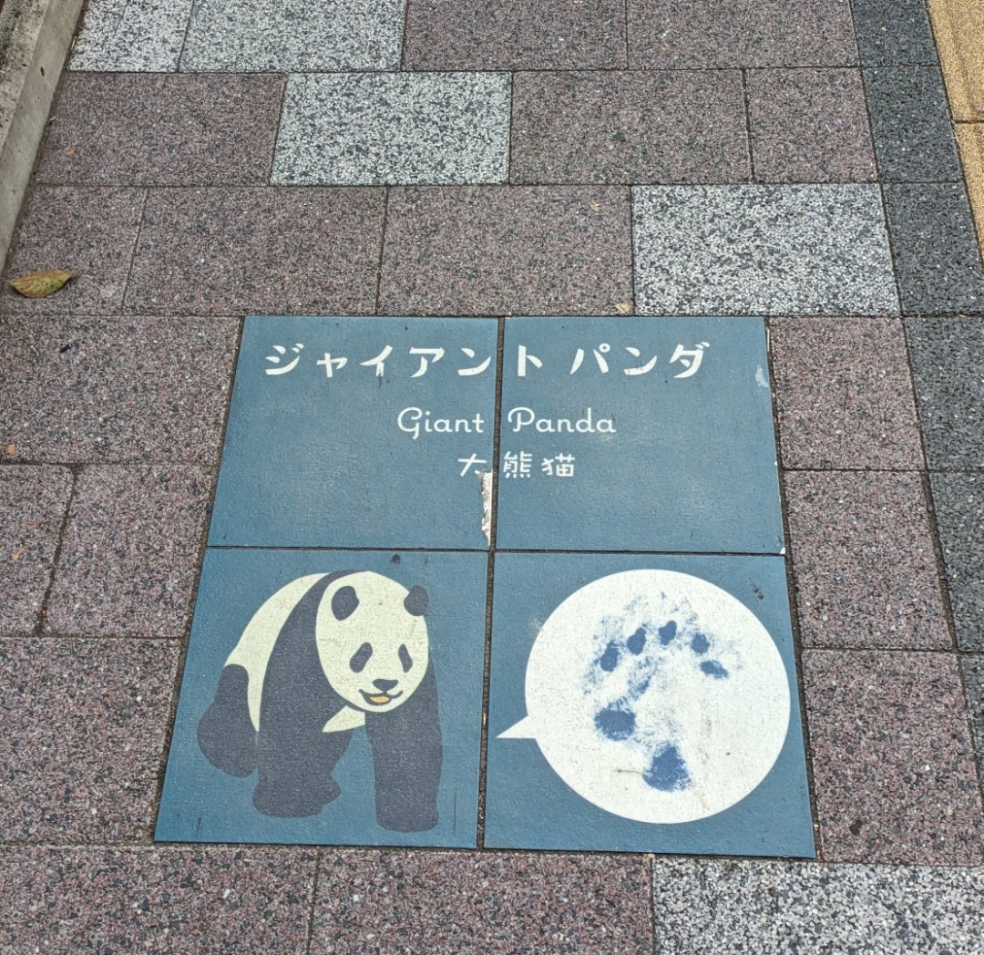 パンダを漢字で書くと大熊猫！猫の字が入る意外な由来と歴史を徹底解説