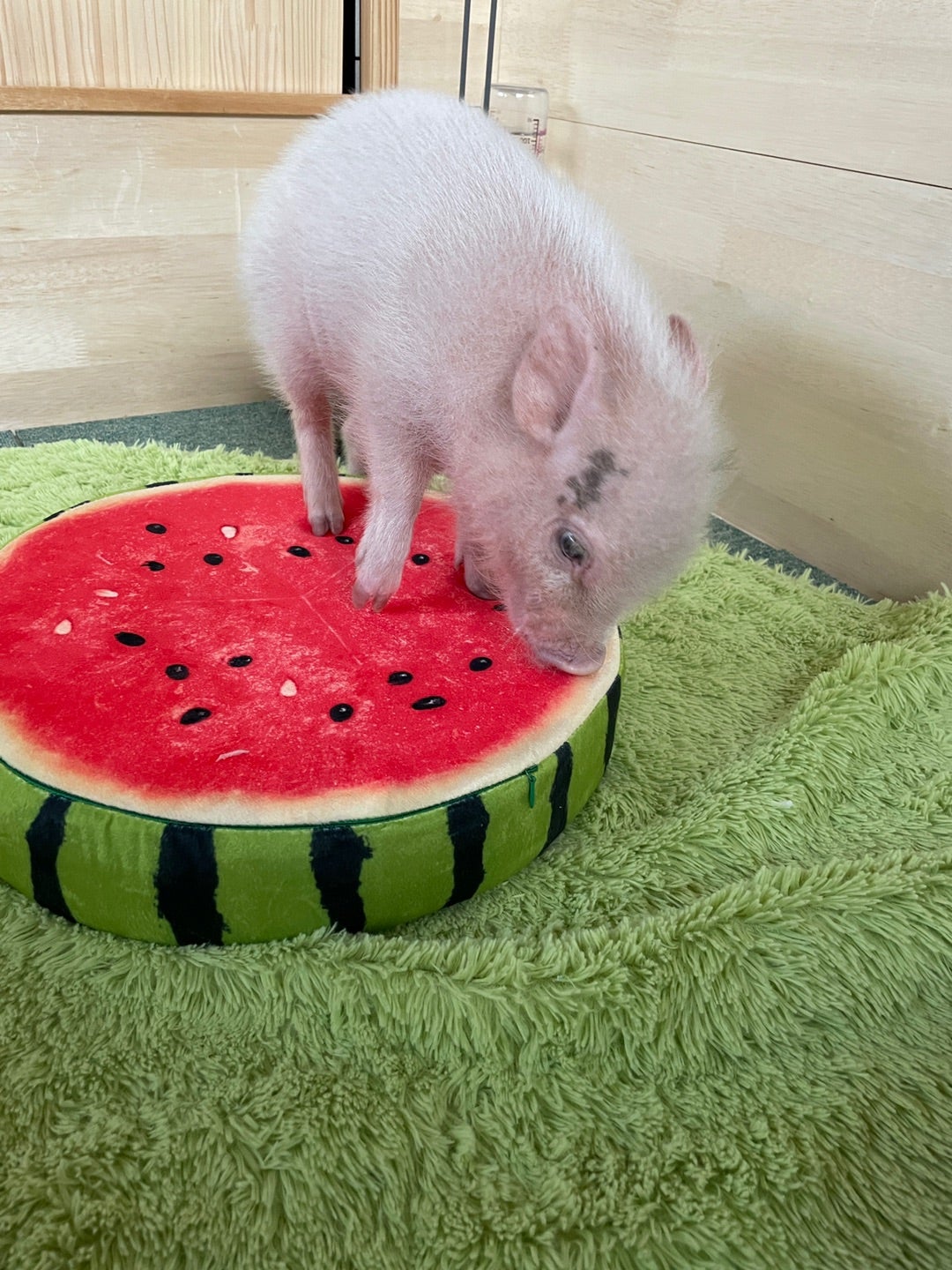 豚が食べるものは何？雑食の真実と危険な食材・最新飼料をプロが徹底解説