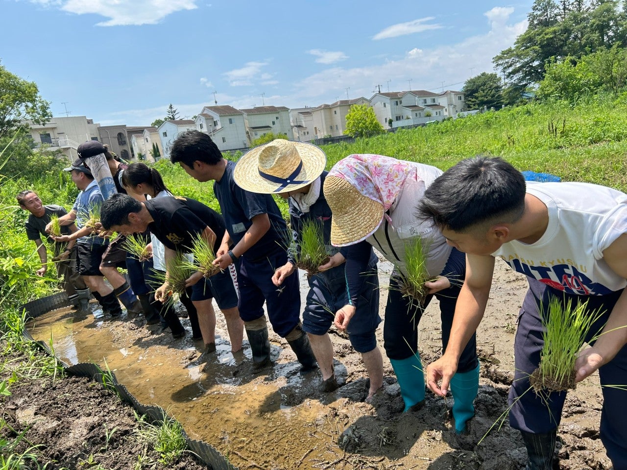 田植えの時期はGwが最適？2026年最新の地域別適期と早植えの罠