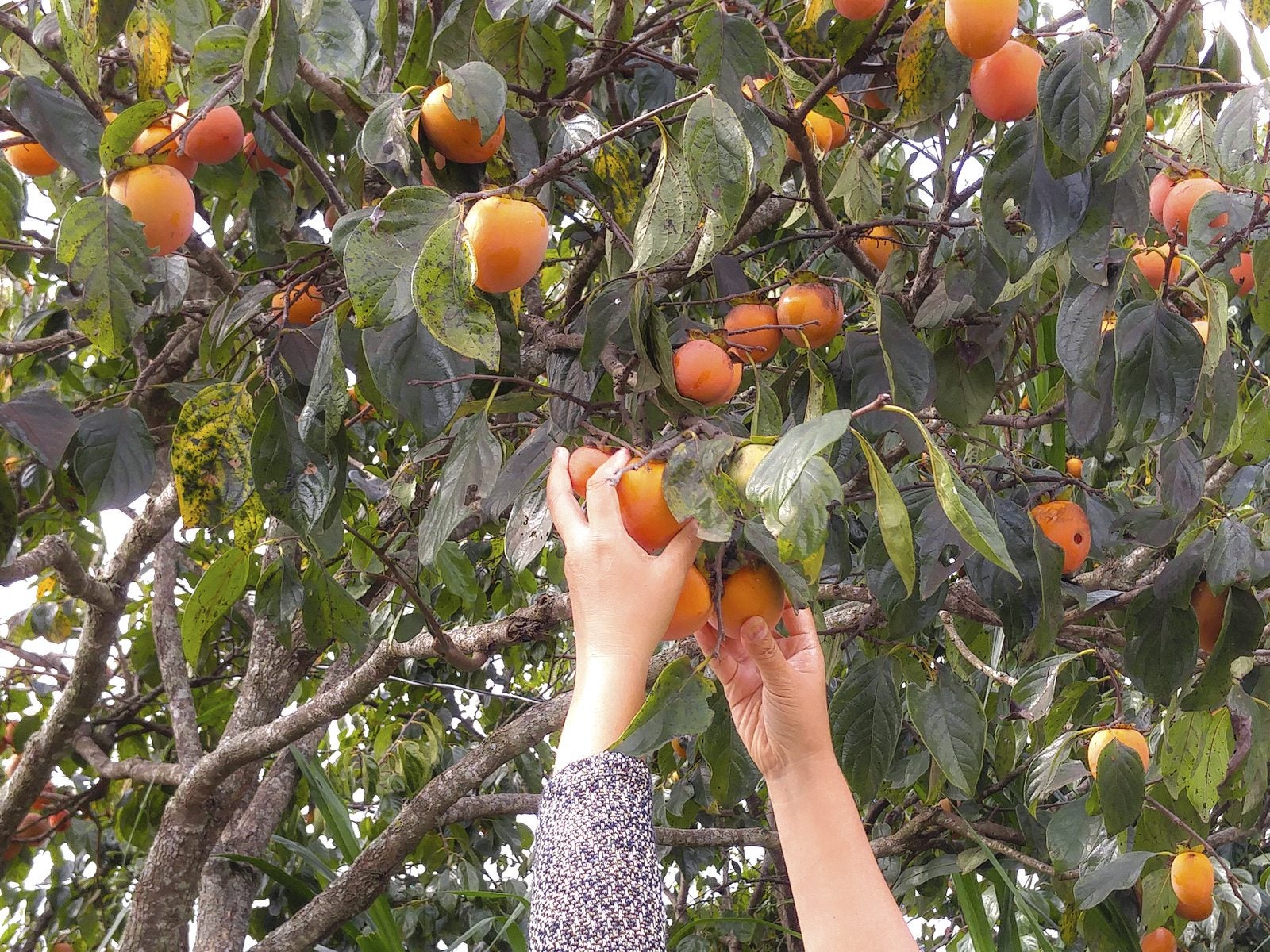 Do Persimmons Ripen After Picking