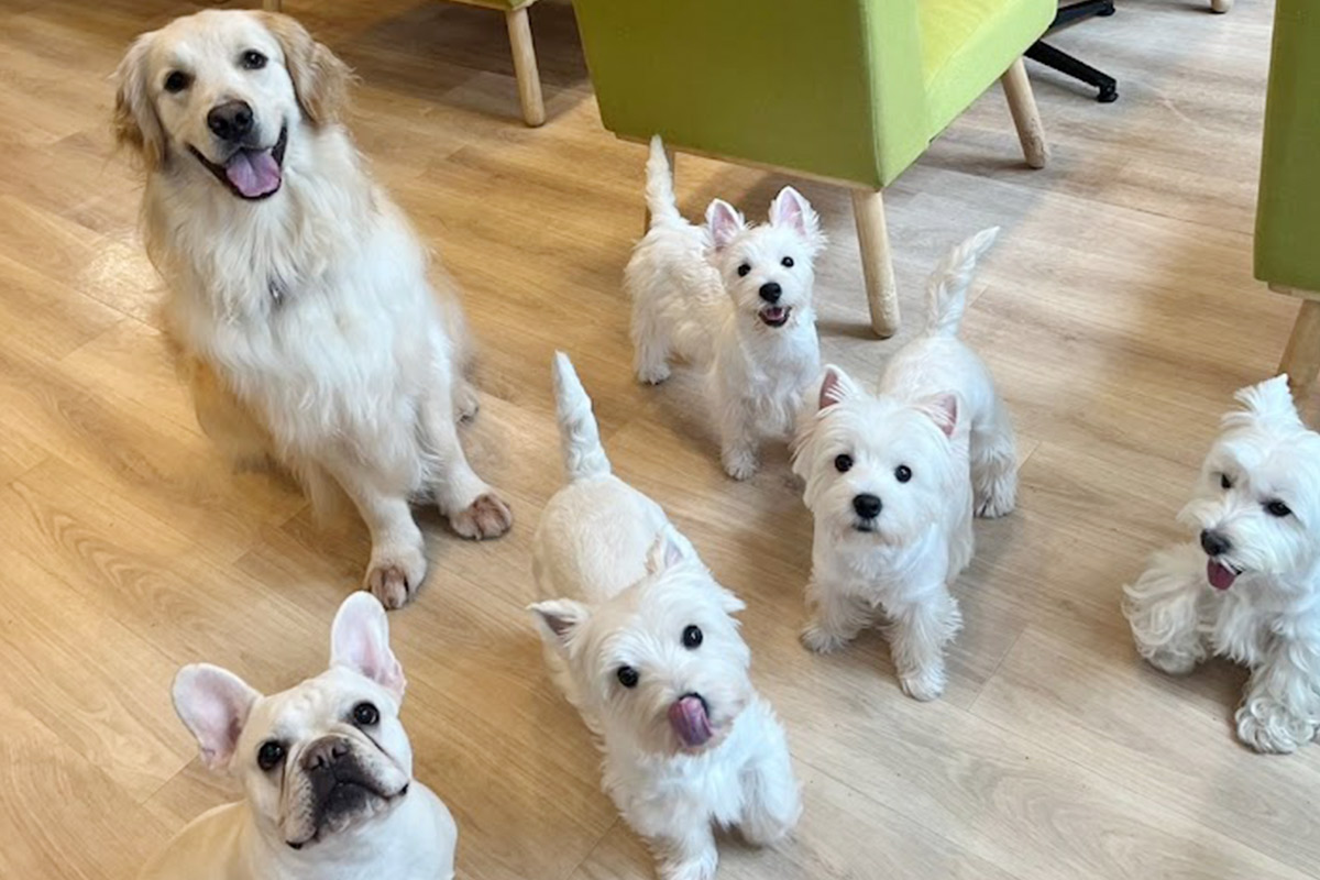 大阪の犬カフェ人気おすすめ14選！ふれあい＆愛犬同伴を2026年最新徹底比較