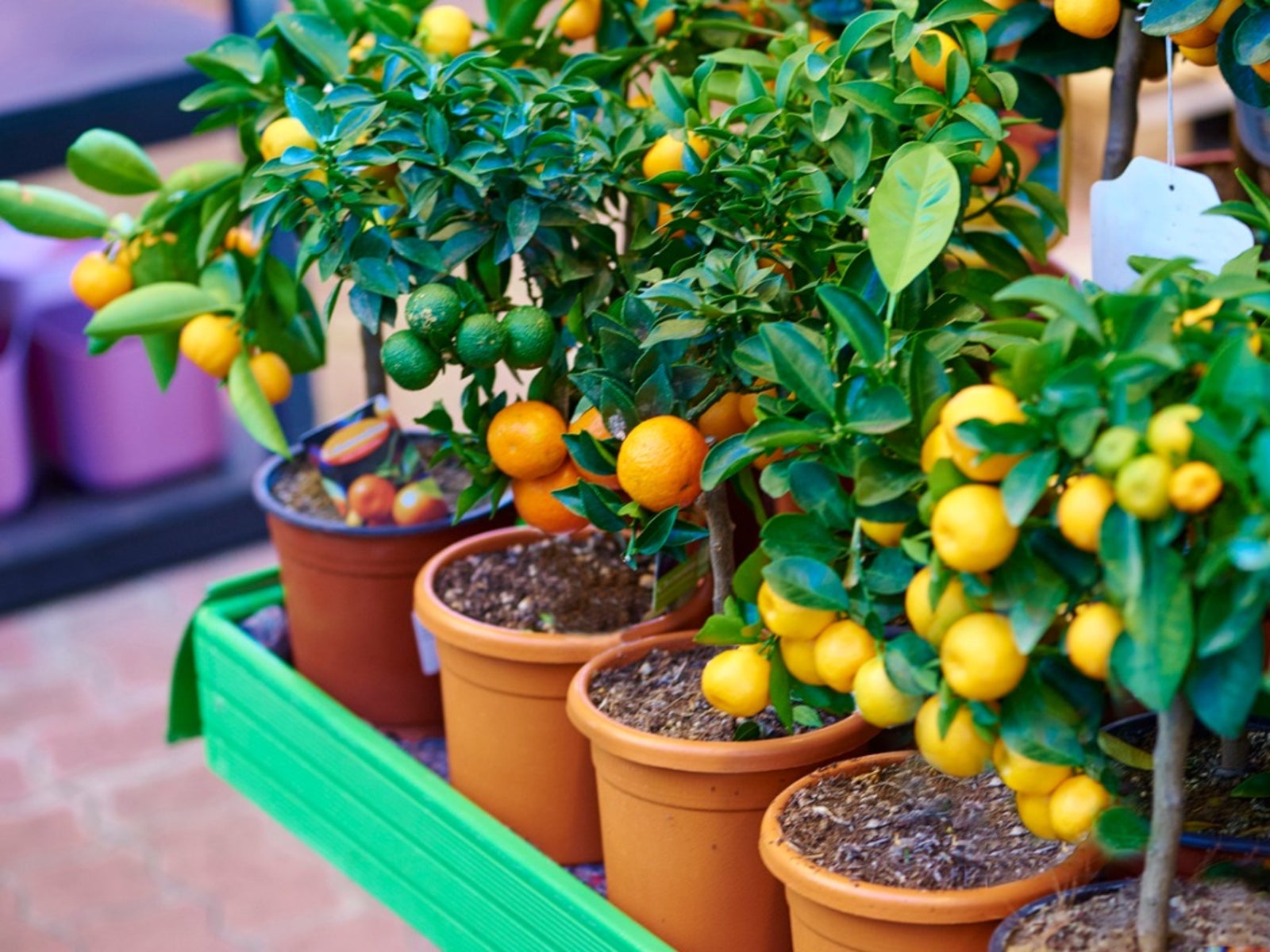 Fruit Plants Grow a Garden