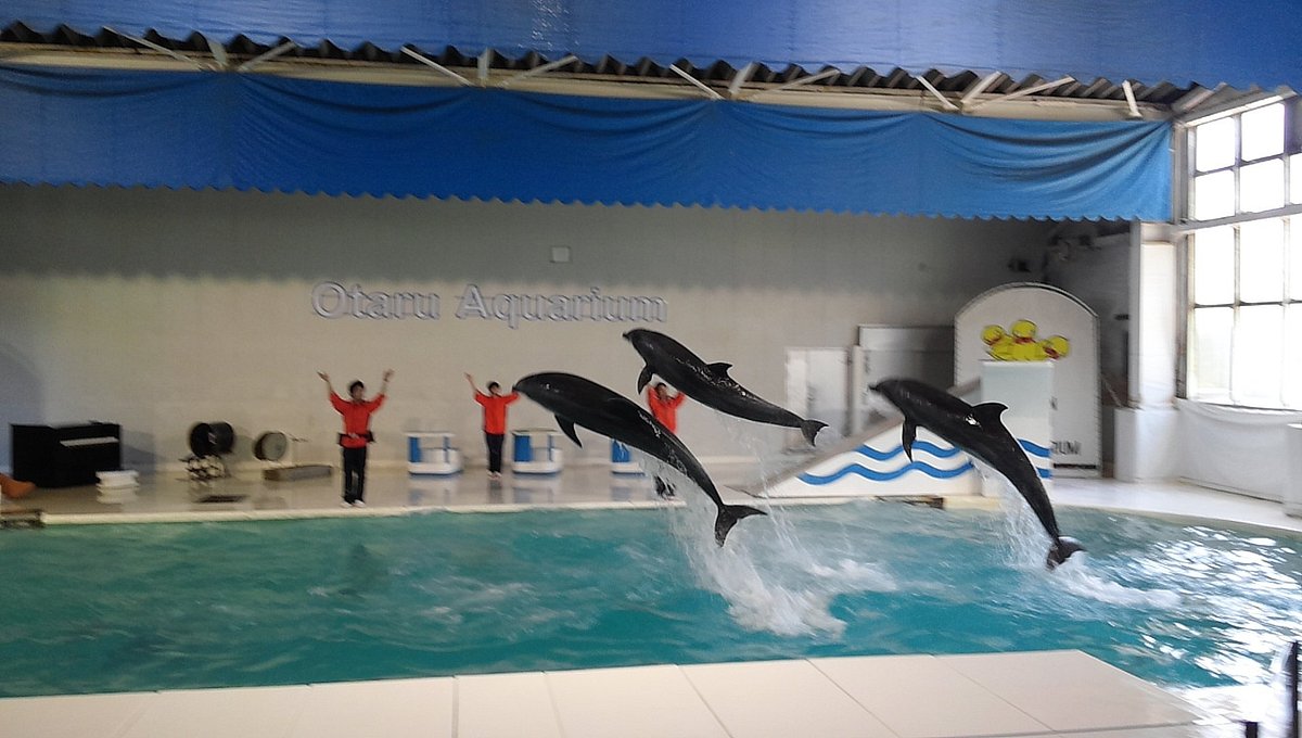 トドが飛び込む絶景海獣公園！おたる水族館を巡る最強攻略ルート