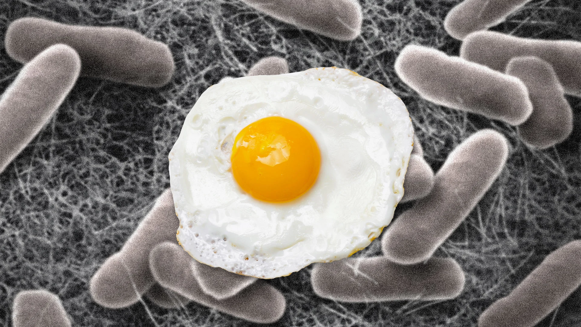 How Can Eggs Have Salmonella