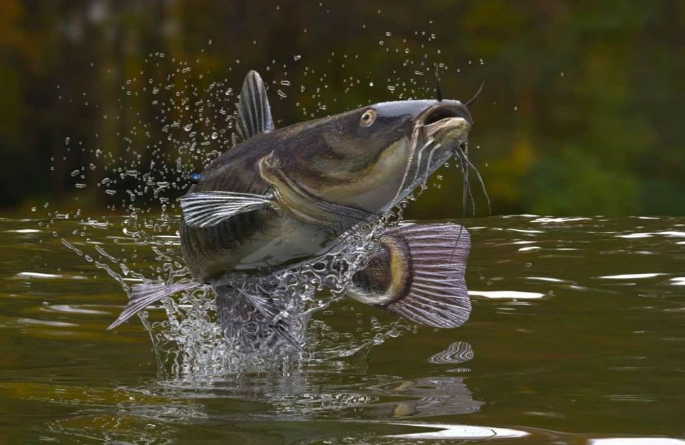 Best Time of Day to Fish for Catfish