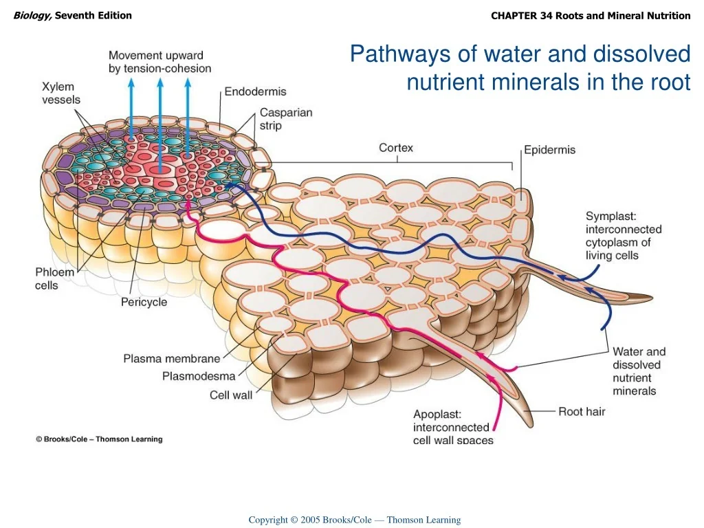 Contains Water and Dissolved Minerals in a Cell