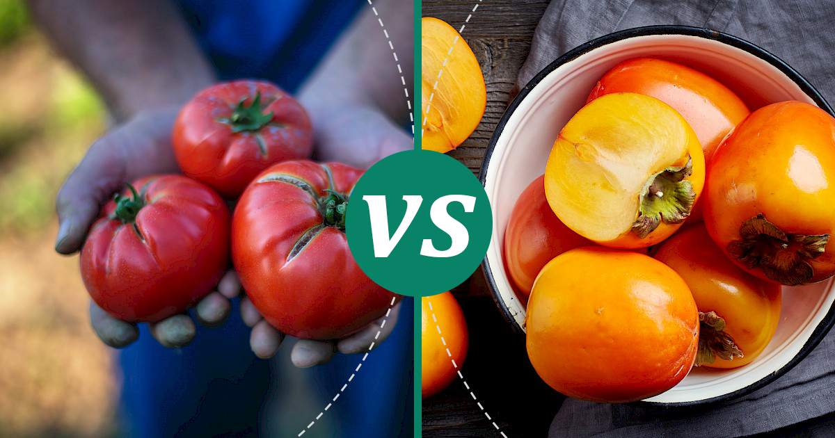 Do Persimmons Taste Like Tomatoes