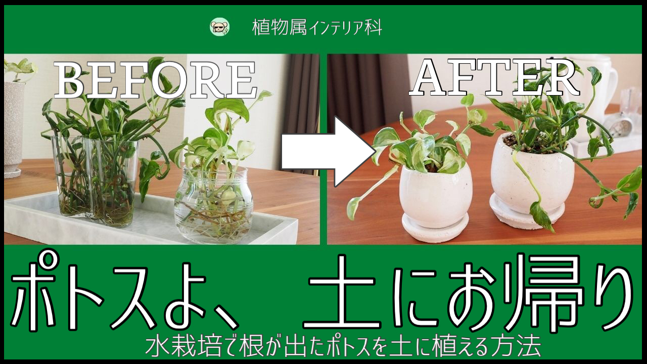 初心者必見！ポトスの育て方と葉が黄色くなる原因・冬越し対策