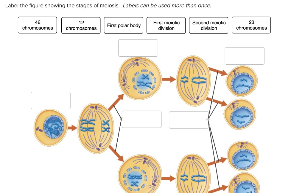 Label the Figure Showing the Stages of Meiosis
