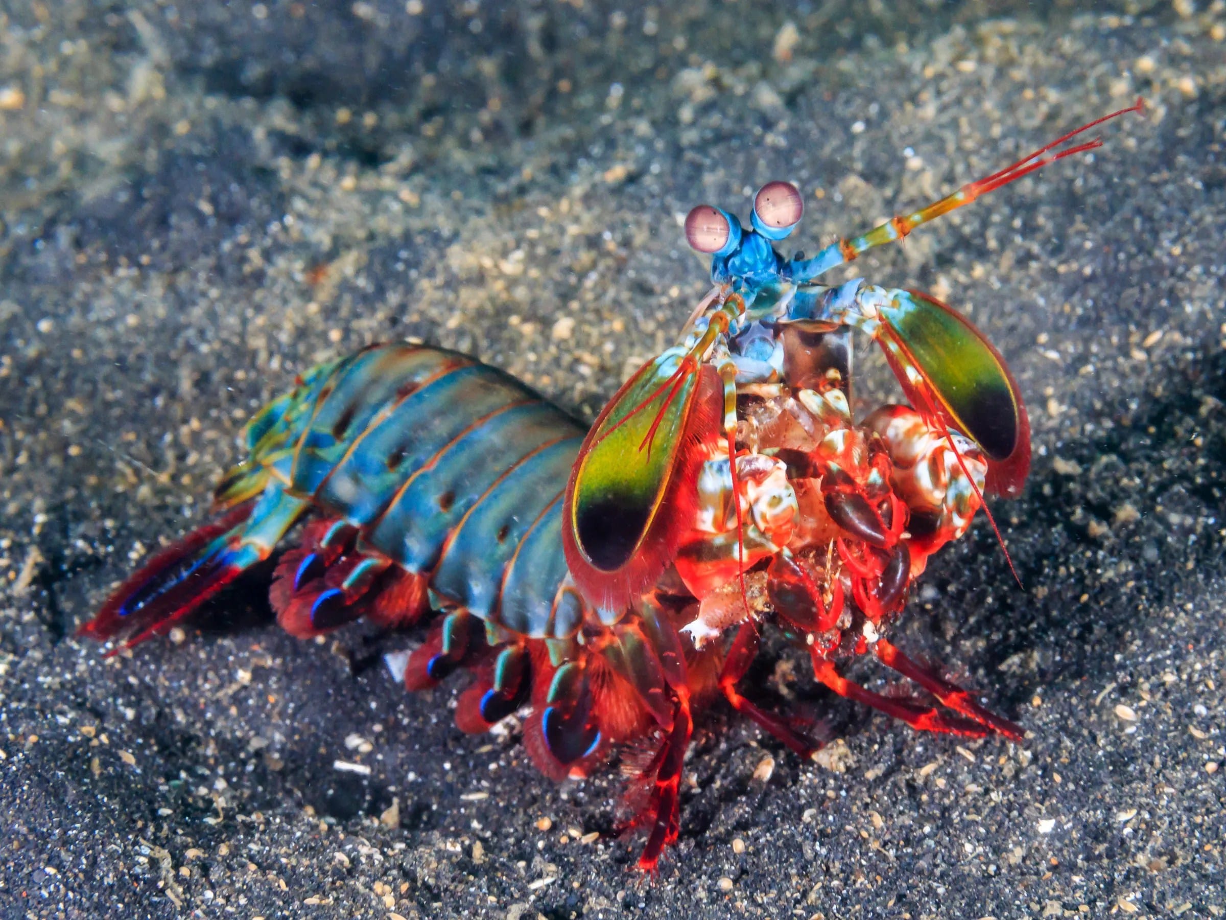 Is a Shrimp an Animal