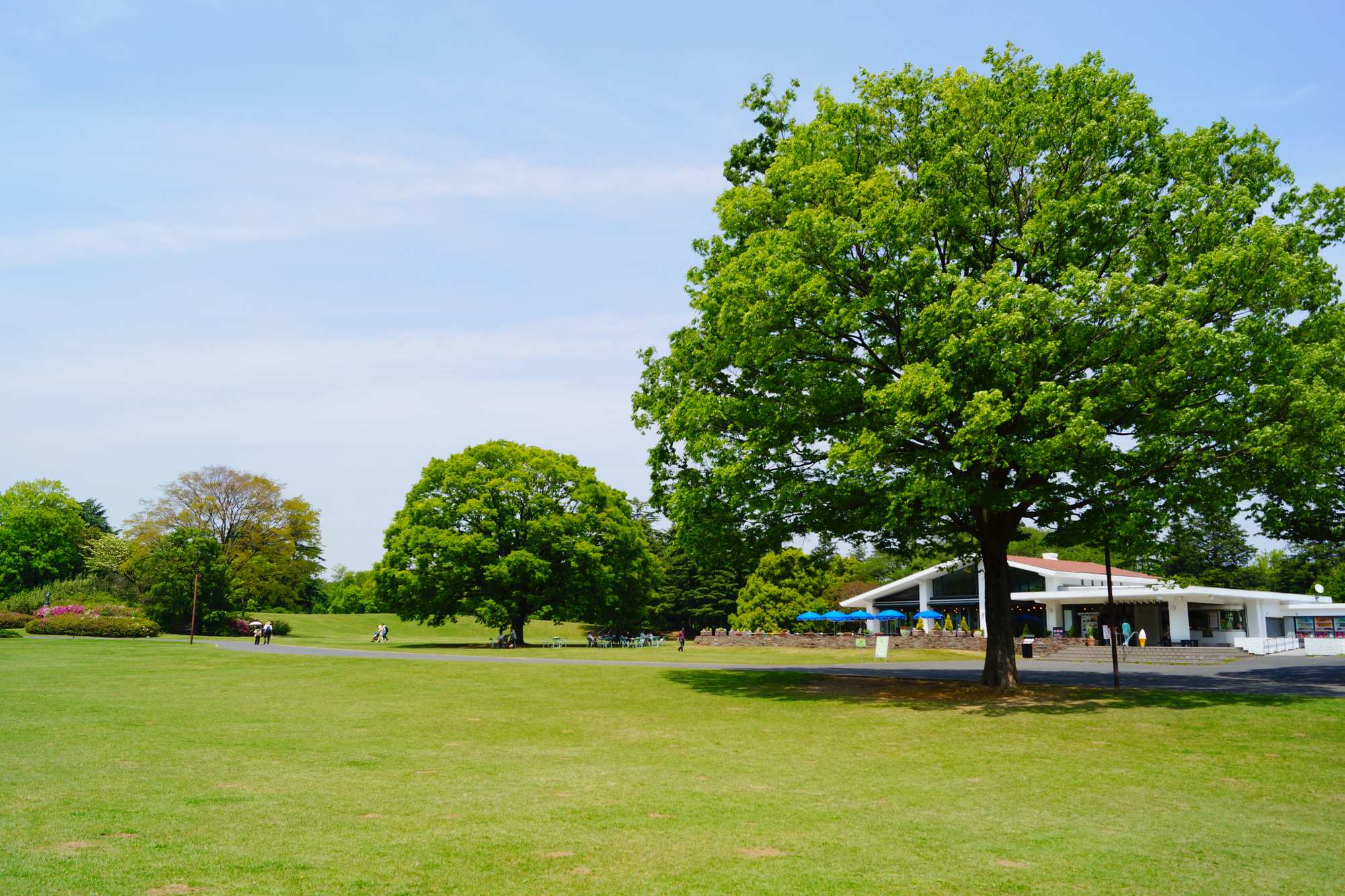 日本一広い公園はどこ？規格外の大型公園ランキングと穴場徹底解剖