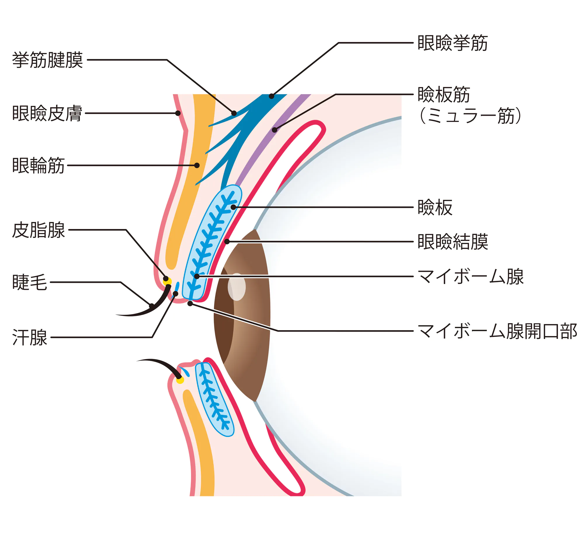 目のゴロゴロはマイボーム腺の詰まり？放置厳禁の理由と自宅ケア最新版